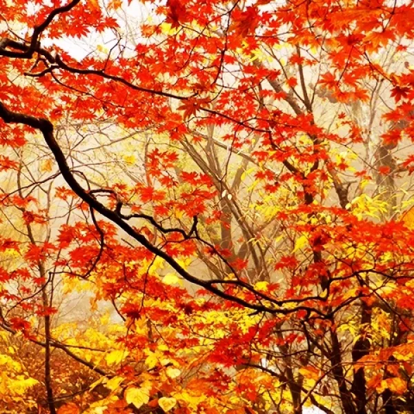 Best Asia autumn tours travel