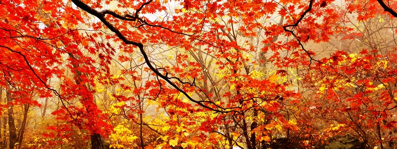 Best Asia autumn tours travel