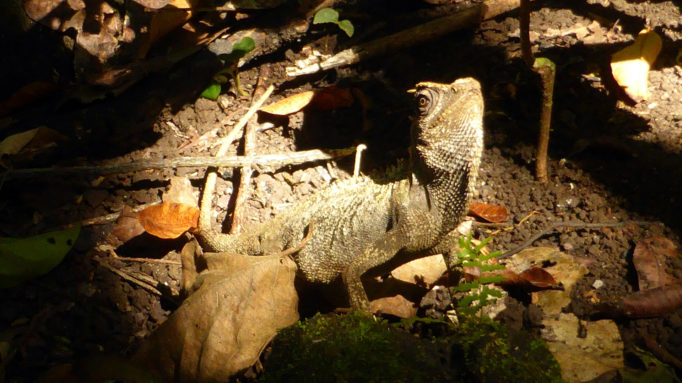 Agama, Cat Tien NR Agama