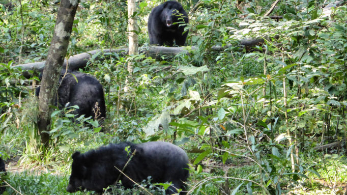 Sun and Moon bears Bears Cat Tien