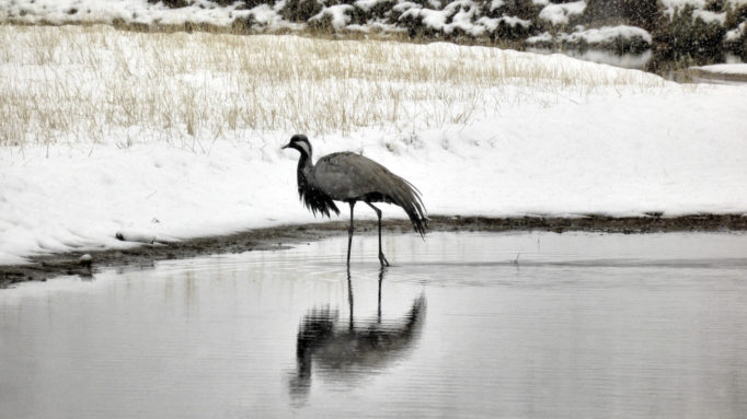 Crane by Terkhiin Tsagaan Lake, Mongolia Crane MNG
