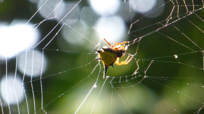 Spider, Cuc Phuong NR Cuc Phuong 2