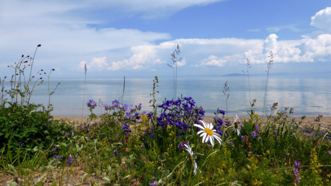 Flowers on the shore of Lake Khuvsgul, Mongolia Khuvsgul