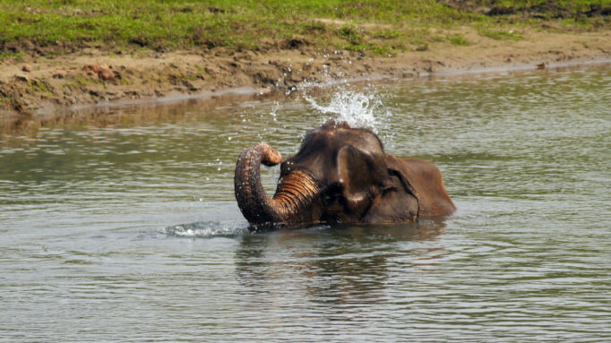 Chitwan