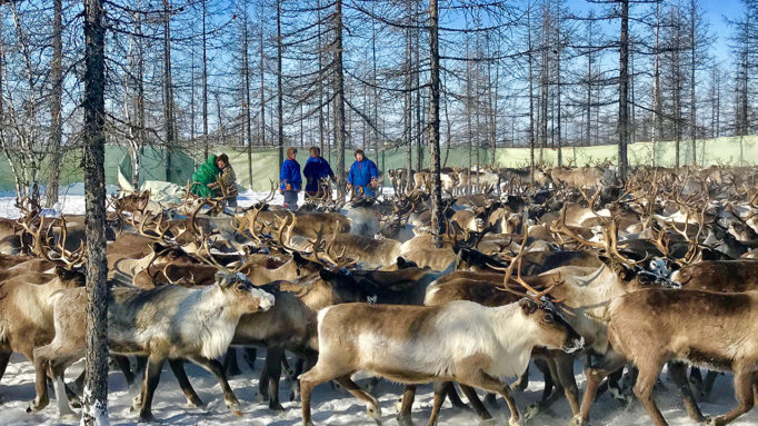 Nenets 1